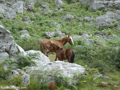 caballos