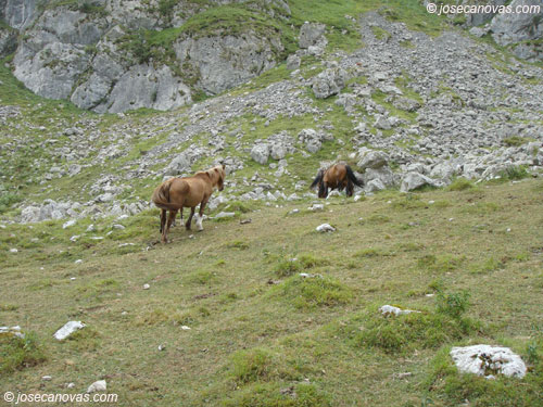caballos2