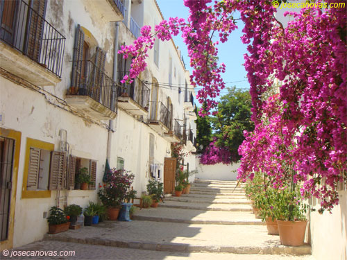flores