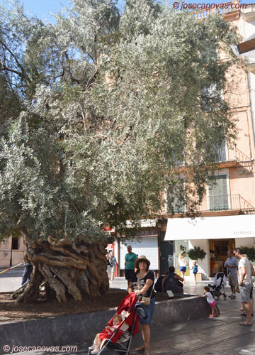 olivo2