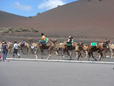 Excursiones en camello