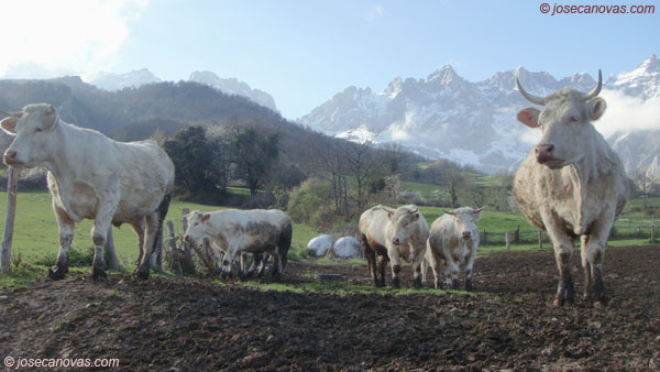 vacas