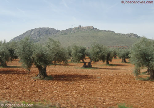 mora