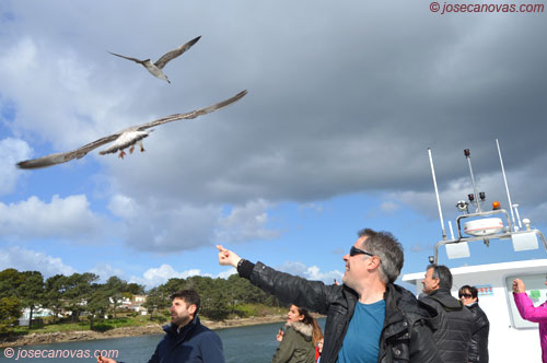 gaviotas