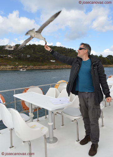 gaviotas2