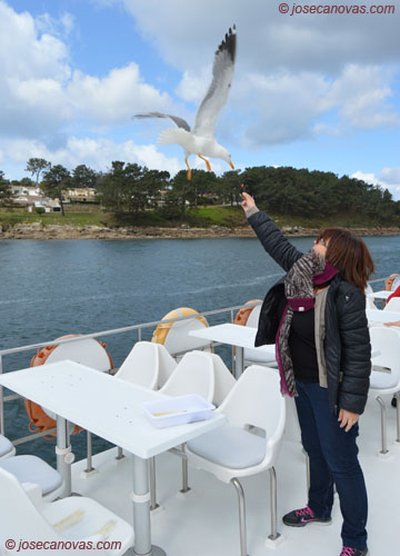 gaviotas3