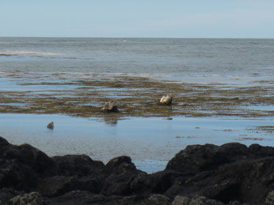 Playa Ytri-Tunga: focas