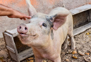 cerdo