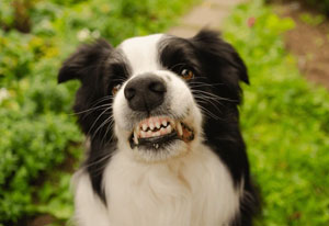perro