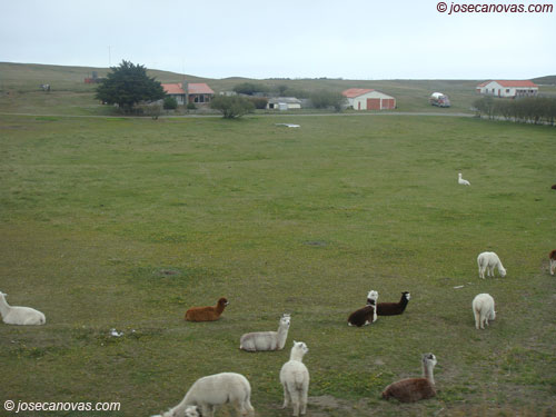 ovejas2
