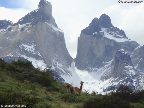 guanacos2