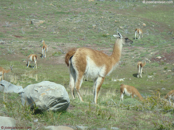 guanacos3