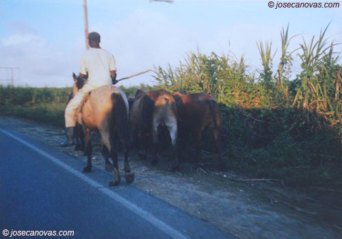 caballo