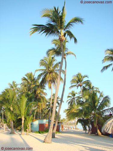 palmera