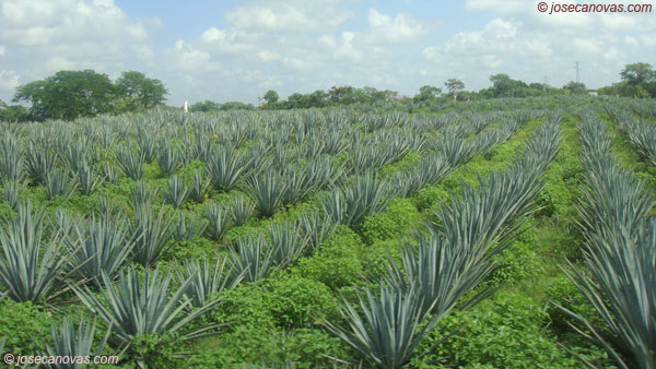 agave