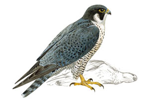 halcon