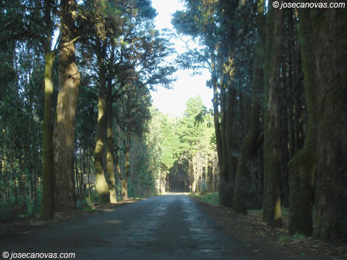 bosque