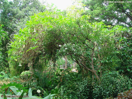 botanico