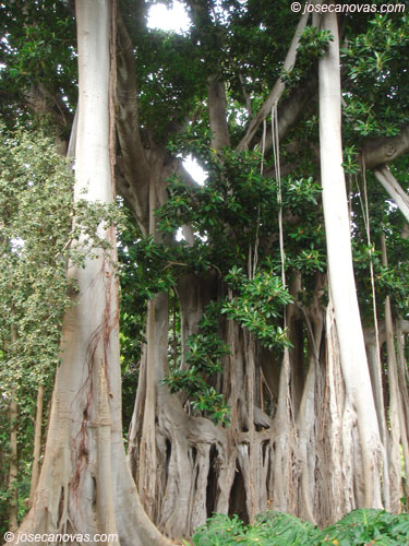botanico2