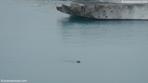 foca