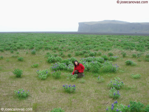 campo