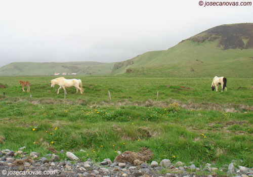 caballos