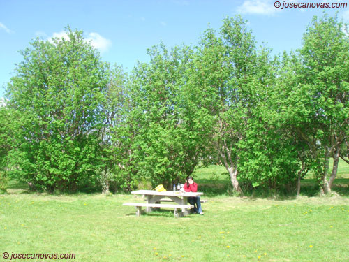 picnic